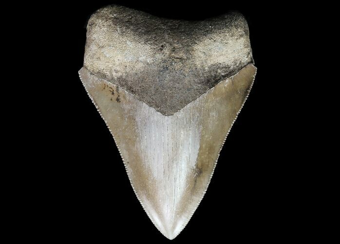 Serrated, Fossil Megalodon Tooth - Georgia #74488